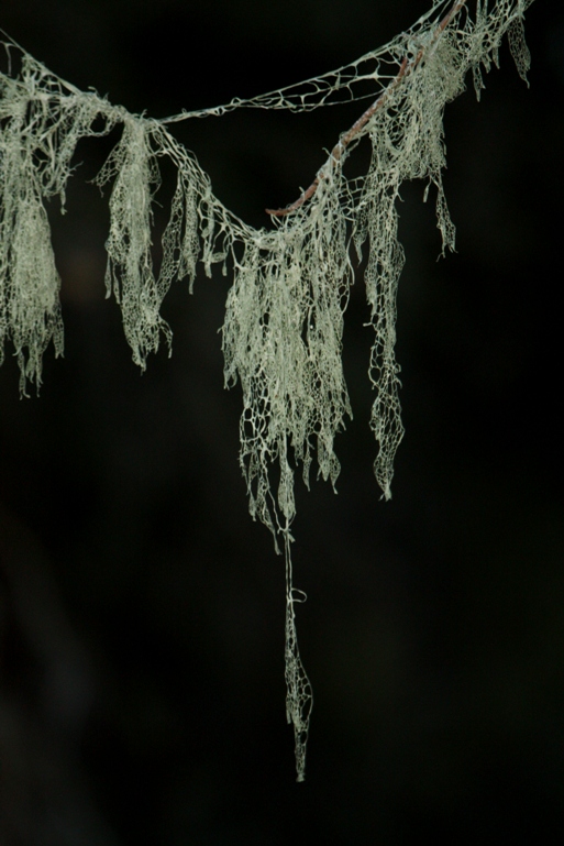 jasper ridge 2009
